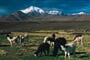 Foto - Chile a Argentina – magické pouště, horké prameny a věčný led