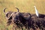 Luxusní Masai Mara Safari s pobytem u oceánu - Southern Palms Beach Resort 4*