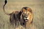 Luxusní Masai Mara Safari s pobytem u oceánu - Mombasa Resort 4*