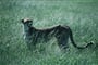 Luxusní Serengeti a Ngorongoro Safari v Tanzanii - 9 dní